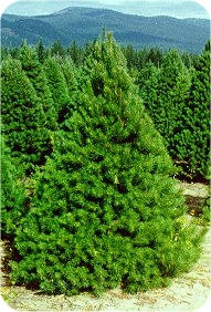 which variety of christmas tree available in the uk is which variety of christmas tree available in the uk is