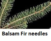 Balsam Fir needles