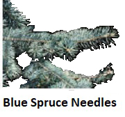 Blue Spruce needles