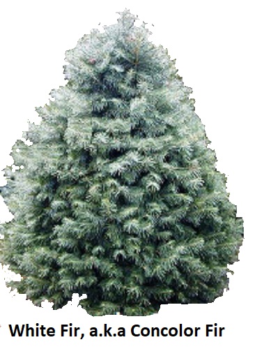 Concolor Fir