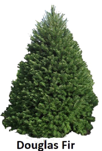 Douglas Fir