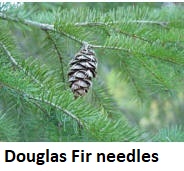 Douglas Fir needles