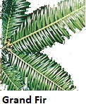 Grand Fir needles