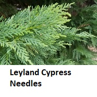 Leyland Cypress needles