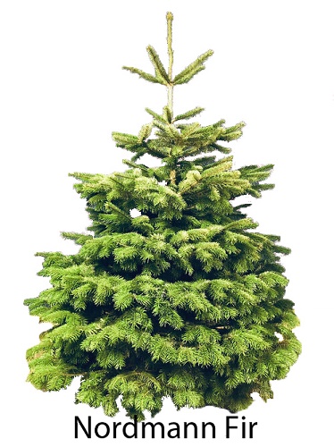 Nordmann Fir