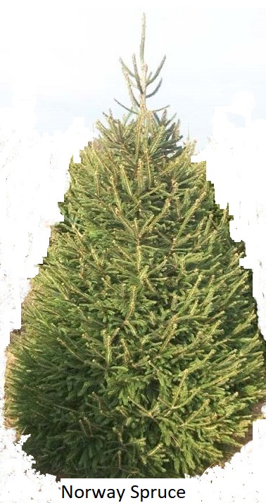 Norway Spruce