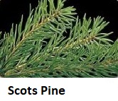 Scotch Pine needles close-up