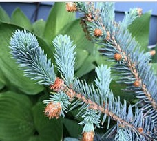 Blue Spruce needles