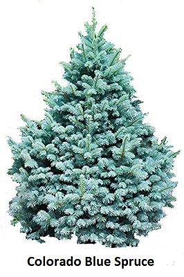 Colorado Blue Spruce