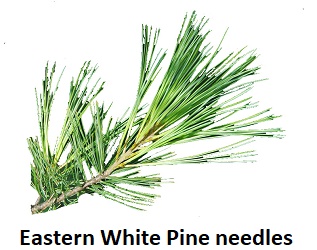 White Pine needles