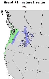 Grand Fir native range map