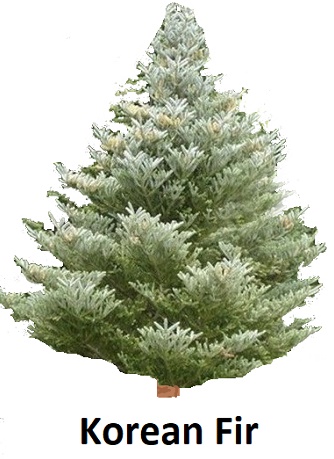 Korean Fir