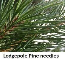 Lodgepole Pine needles