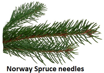 Norway Spruce needles