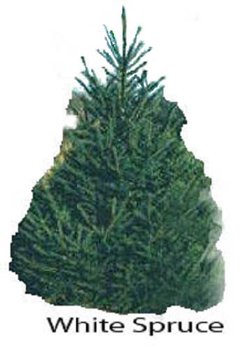 white spruce