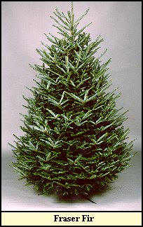 which variety of christmas tree available in the uk is which variety of christmas tree available in the uk is