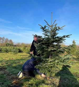 Staveley Christmas Trees